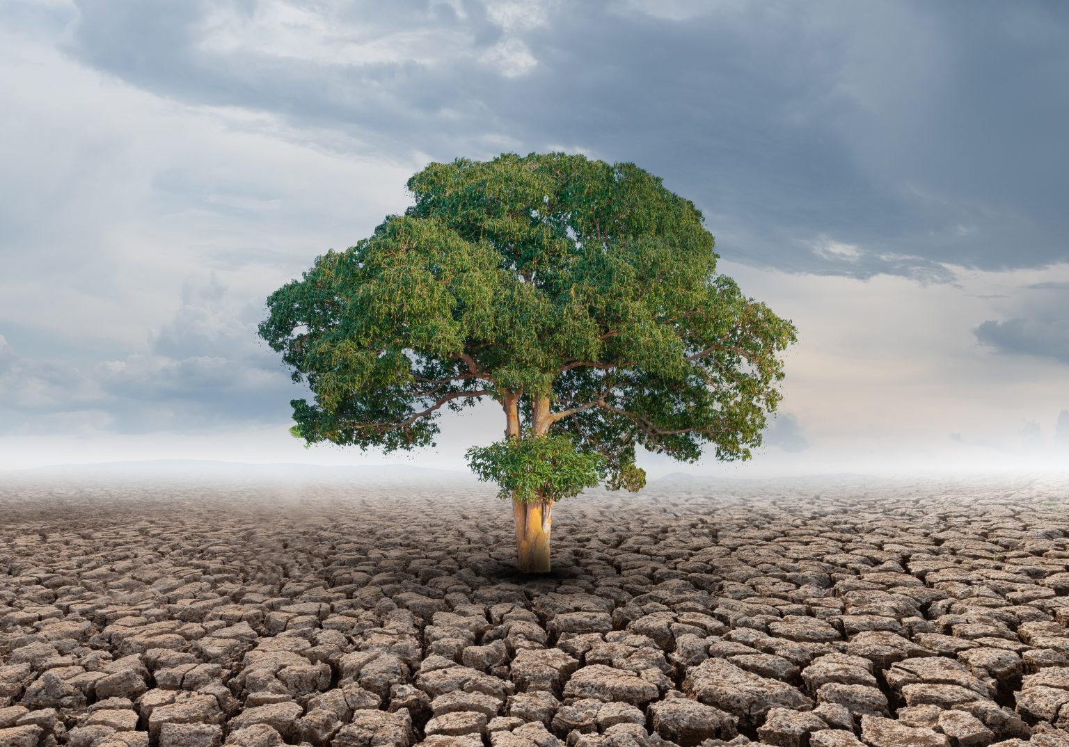 La Alianza Médica Contra el Cambio Climático celebra dos años de trabajo por la salud global