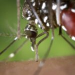 UPROSAMA llama a reforzar la prevención frente al virus del Nilo Occidental desde una respuesta sanitaria coordinada y sin alarmismo
